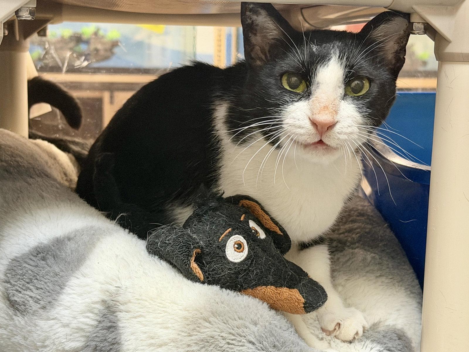 Feta - FEE SPONSORED!, a Adoptable Egyptian Mau in Herndon, VA image 2/3