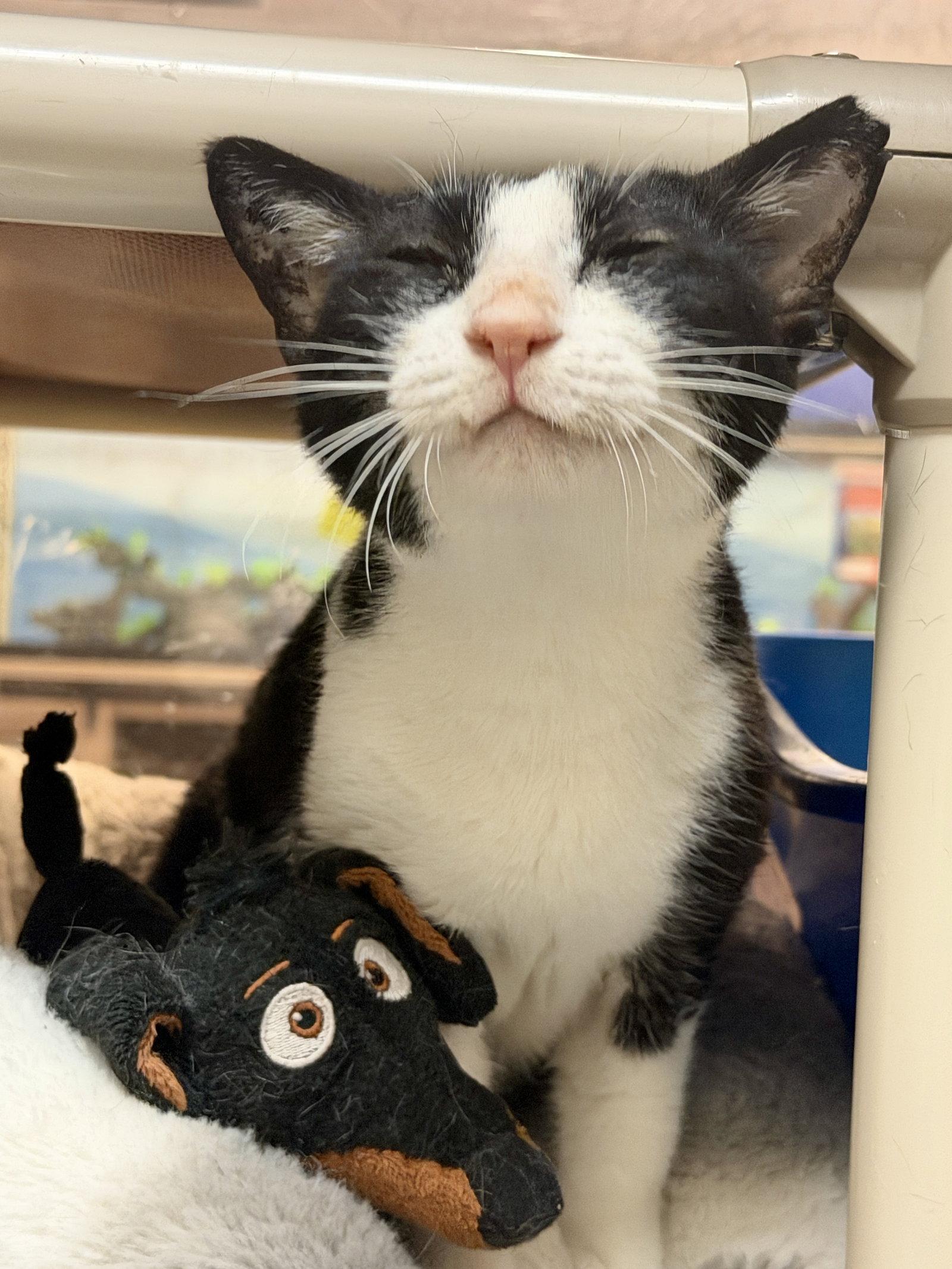 Feta - FEE SPONSORED!, a Adoptable Egyptian Mau in Herndon, VA image 3/3