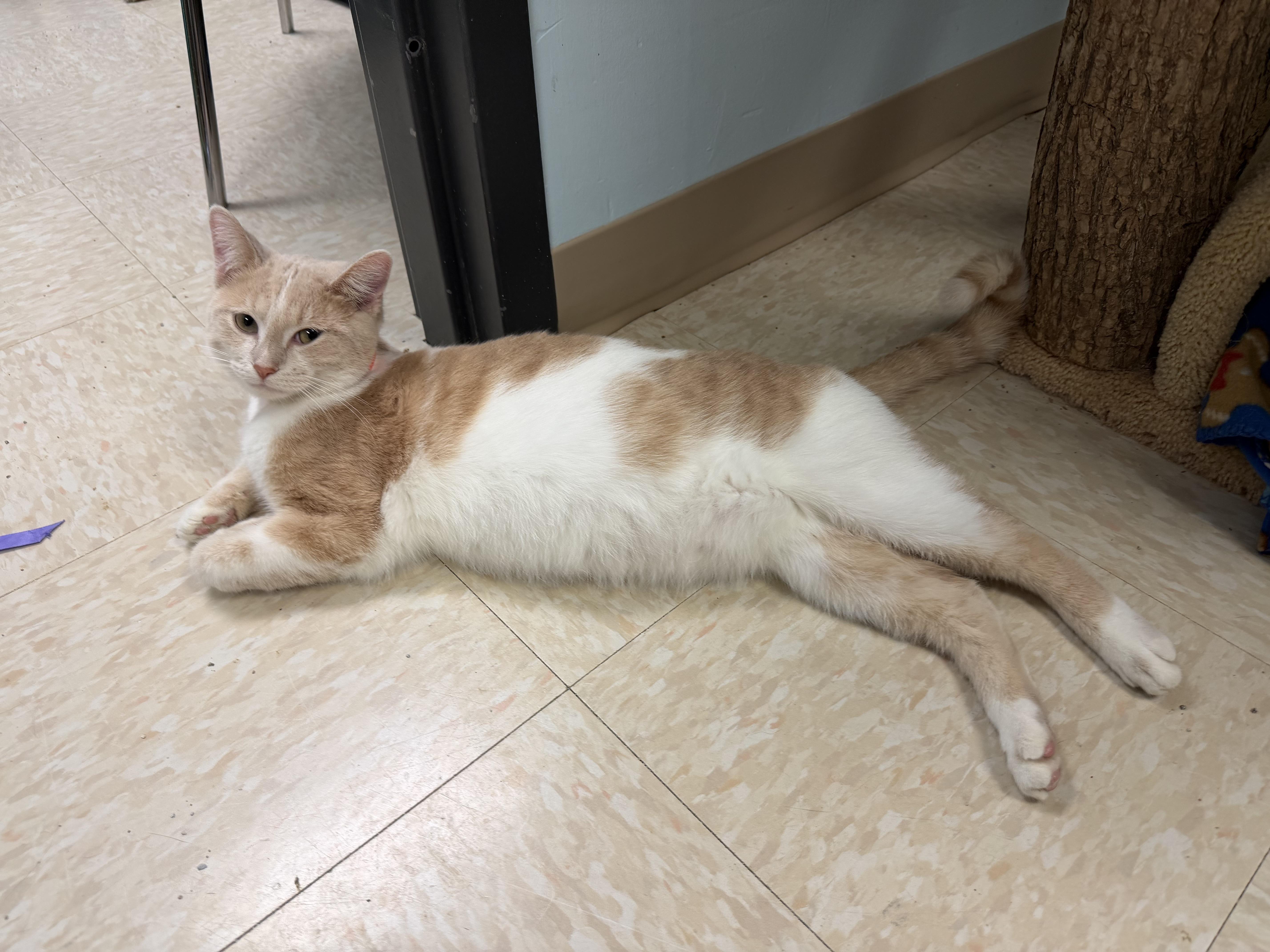 Enlarge Stewie, a Adoptable mixed breed in Crystal Lake, IL image 1/1