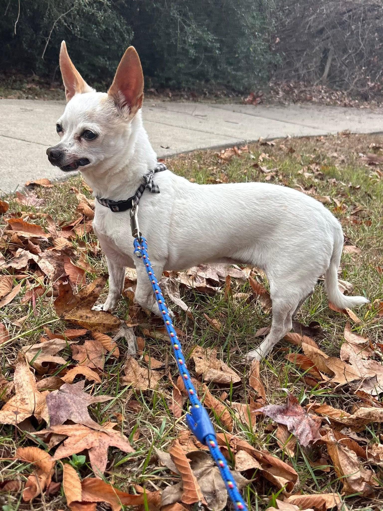 Rosie, ADOPTABLE, Senior Female Chihuahua.