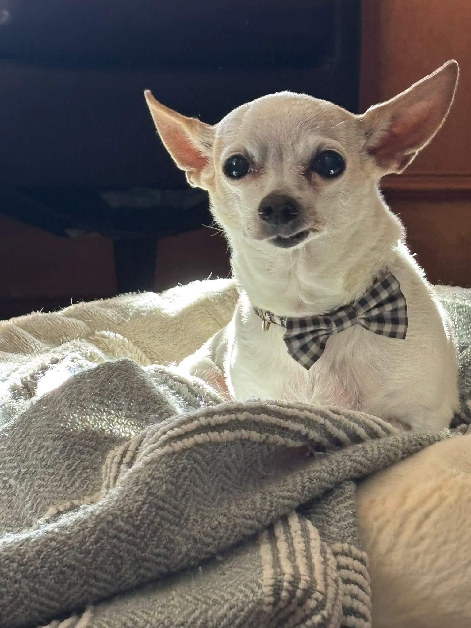 Enlarge Rosie, a ADOPTABLE Chihuahua in Madison Heights, MI image 2/3