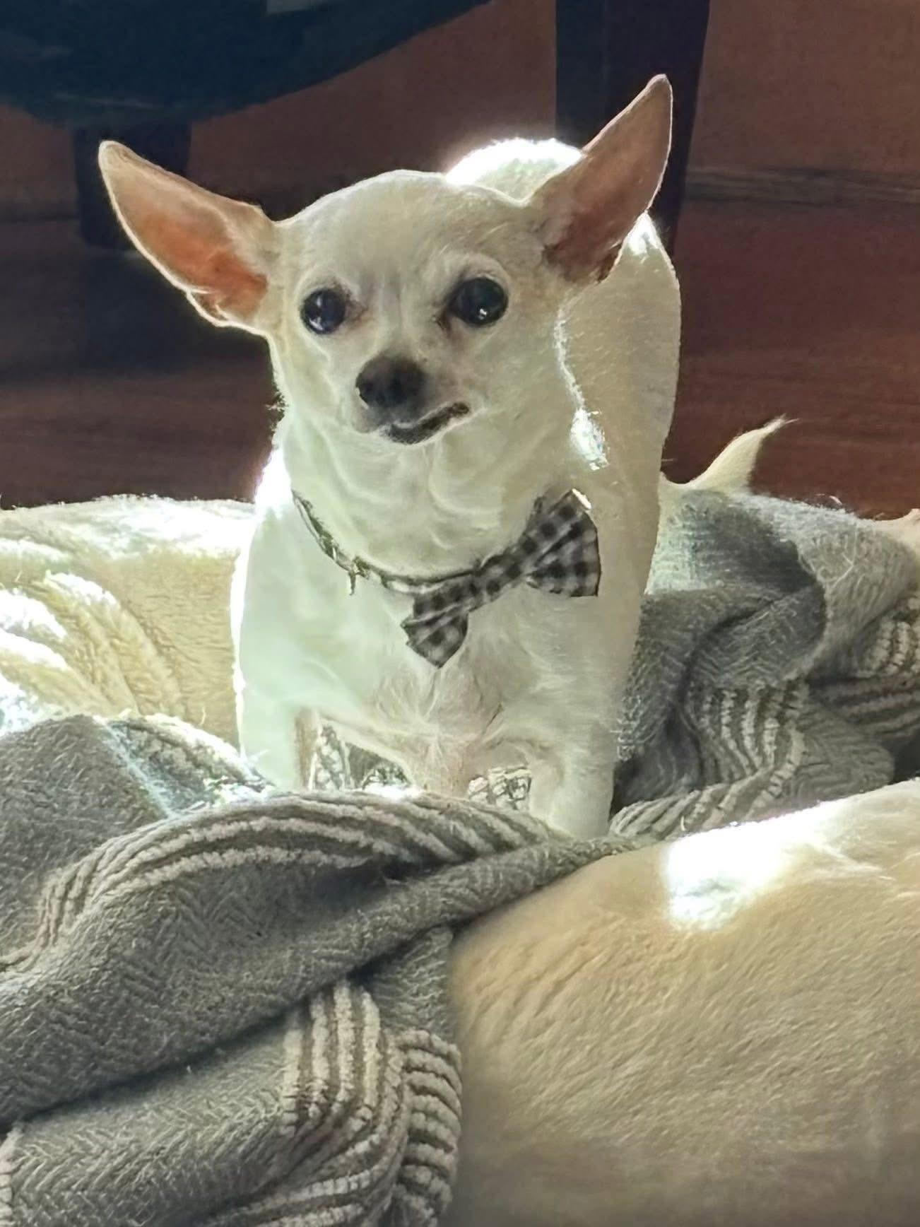 Enlarge Rosie, a ADOPTABLE Chihuahua in Madison Heights, MI image 3/3