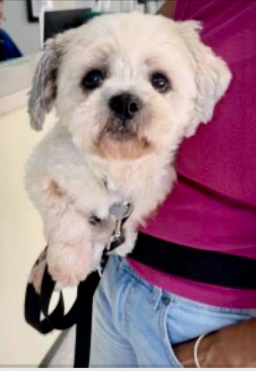 Enlarge Callie, a ADOPTABLE Shih Tzu in Chesapeake, VA image 2/3