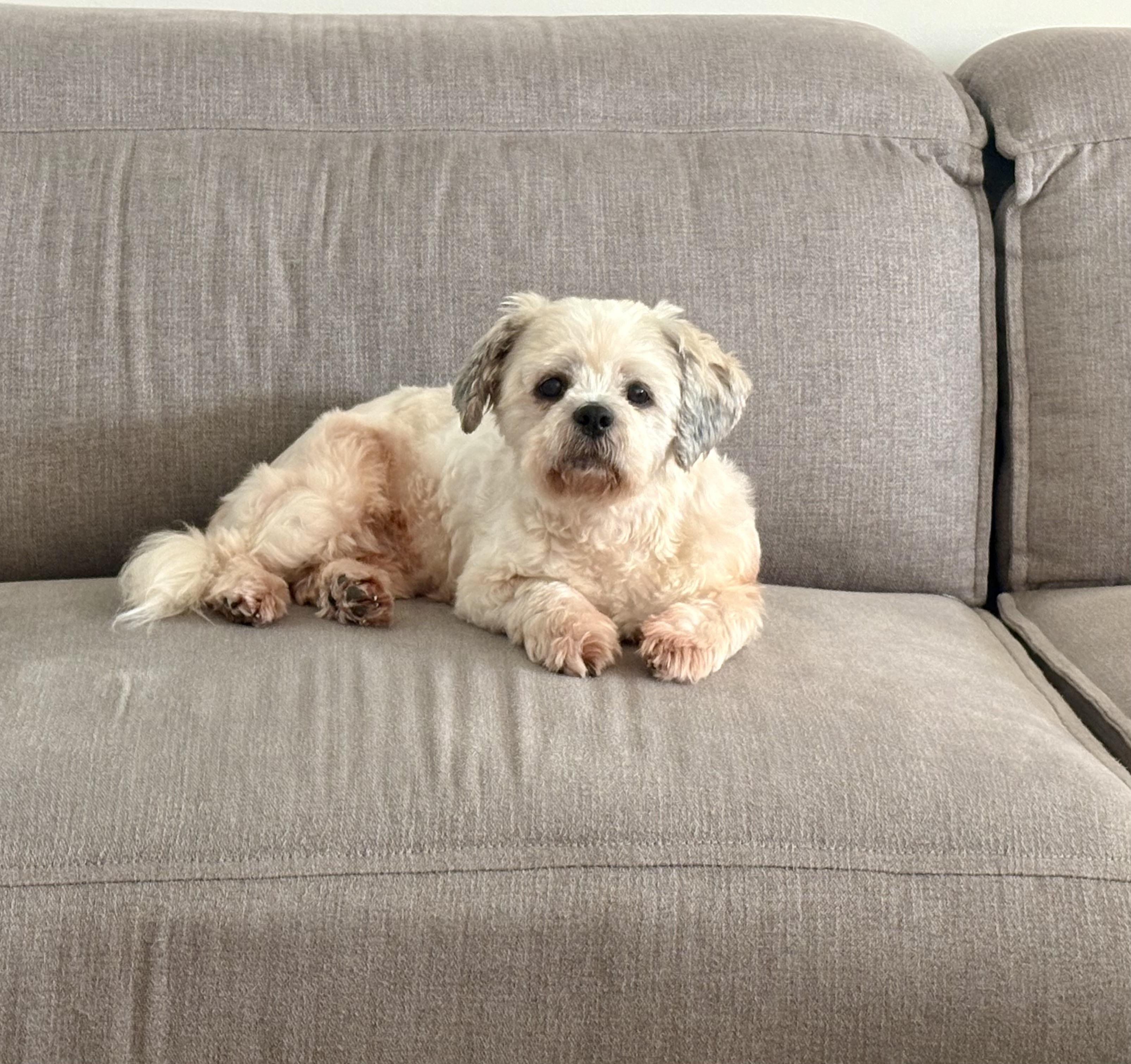 Callie, ADOPTABLE, Adult Female Shih Tzu.