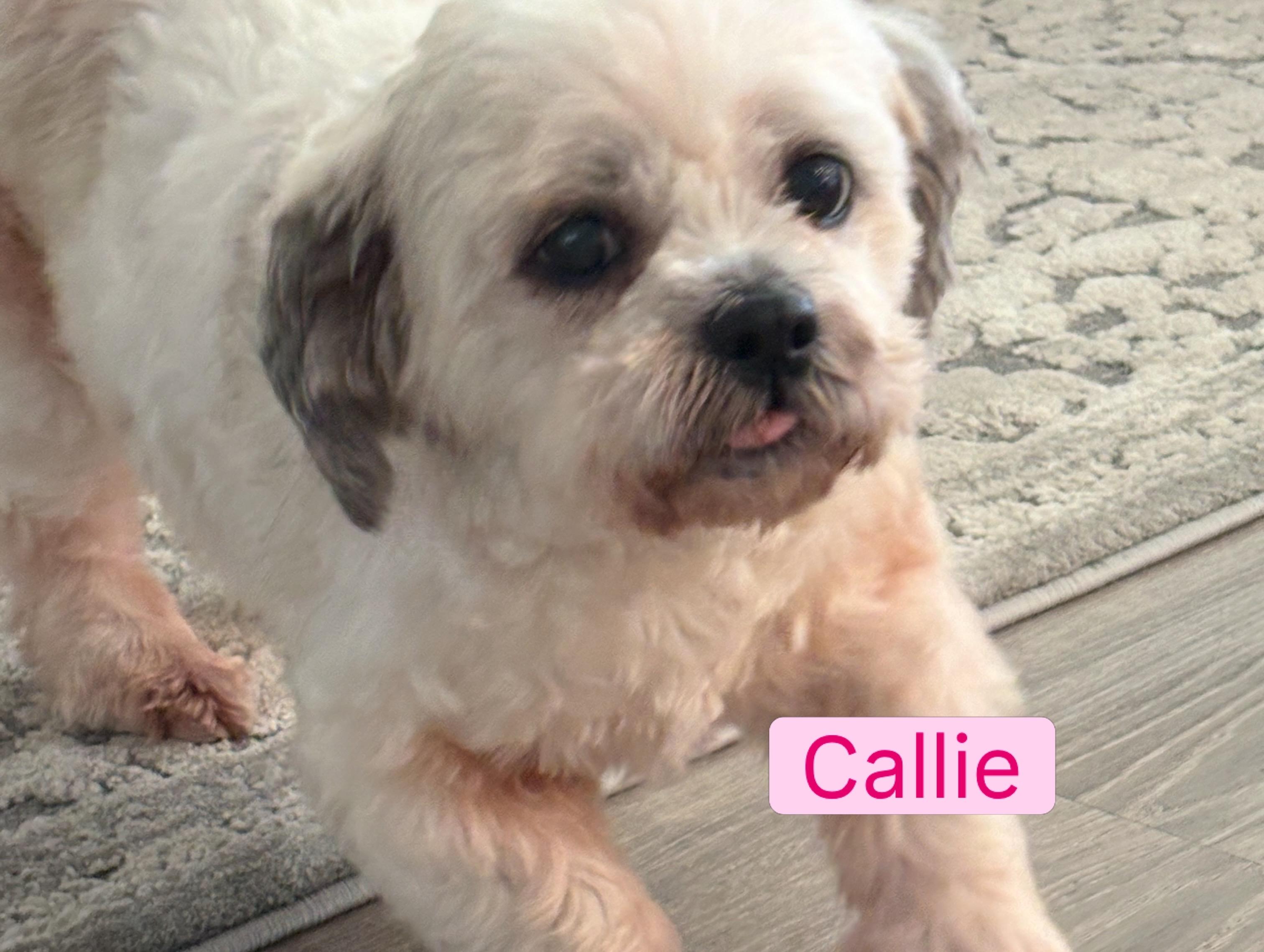 Enlarge Callie, a ADOPTABLE Shih Tzu in Chesapeake, VA image 3/3