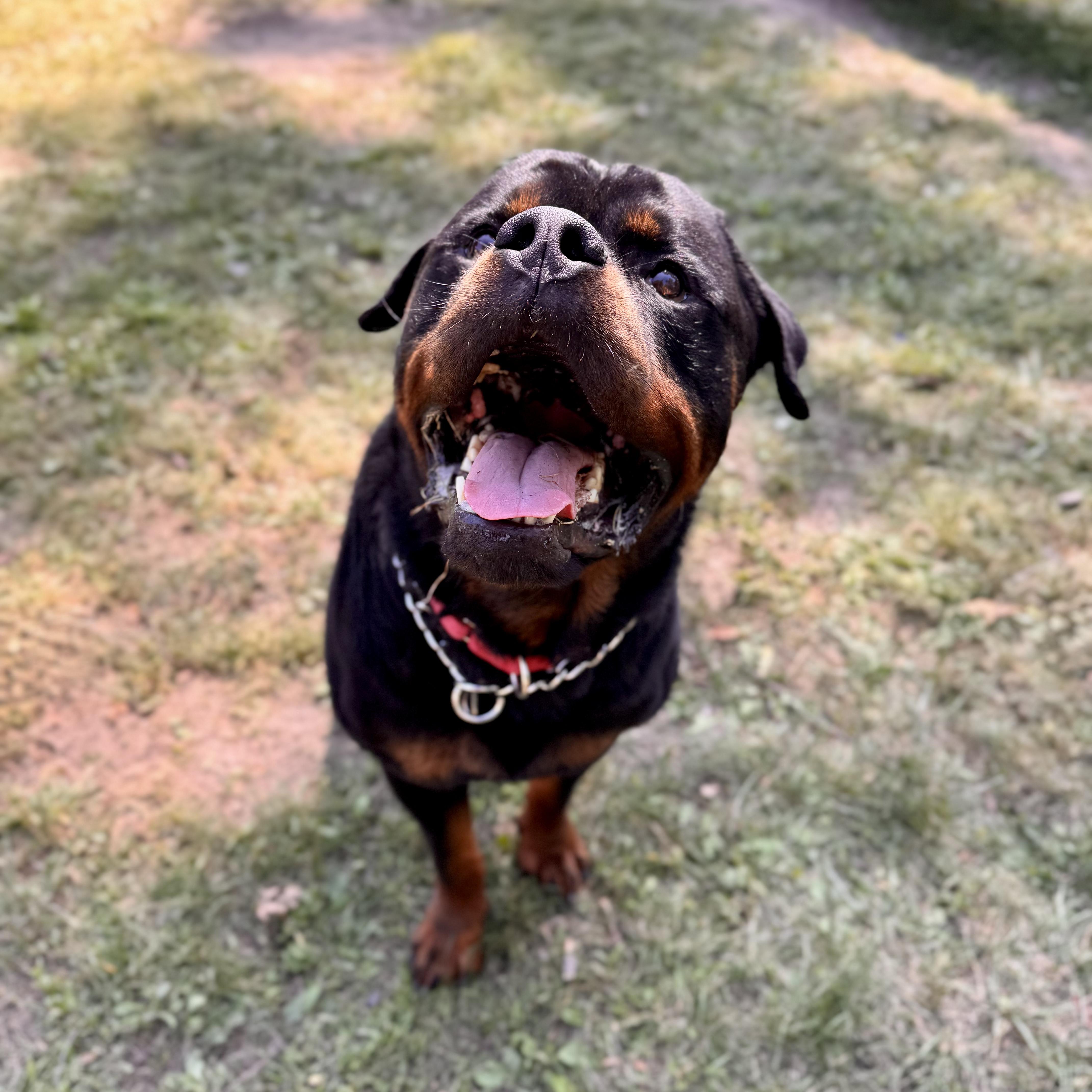 Dog for adoption - Andre (STRAY), a Rottweiler in Midland, MI | Petfinder