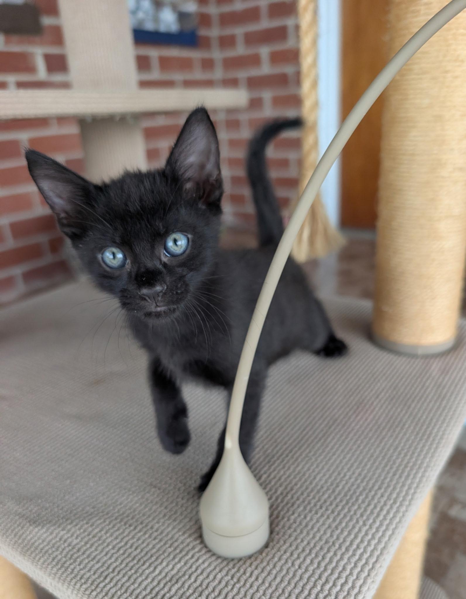 Enlarge Fergus, a Adopted American Shorthair in Elgin, SC image 3/4