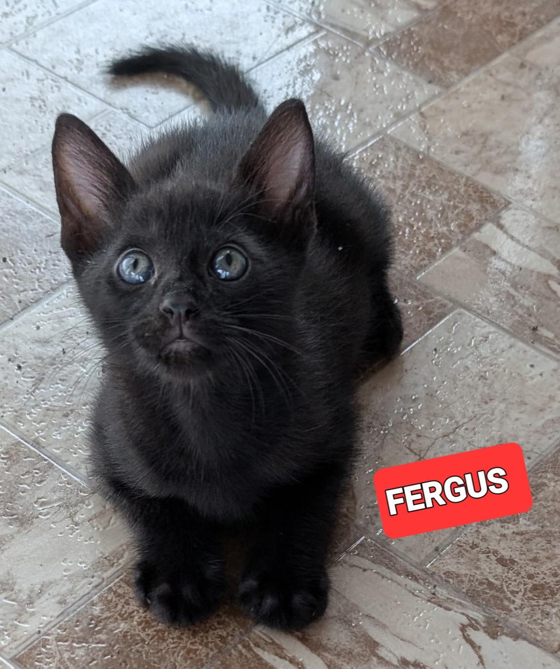 Fergus, Adopted, Kitten Male American Shorthair.