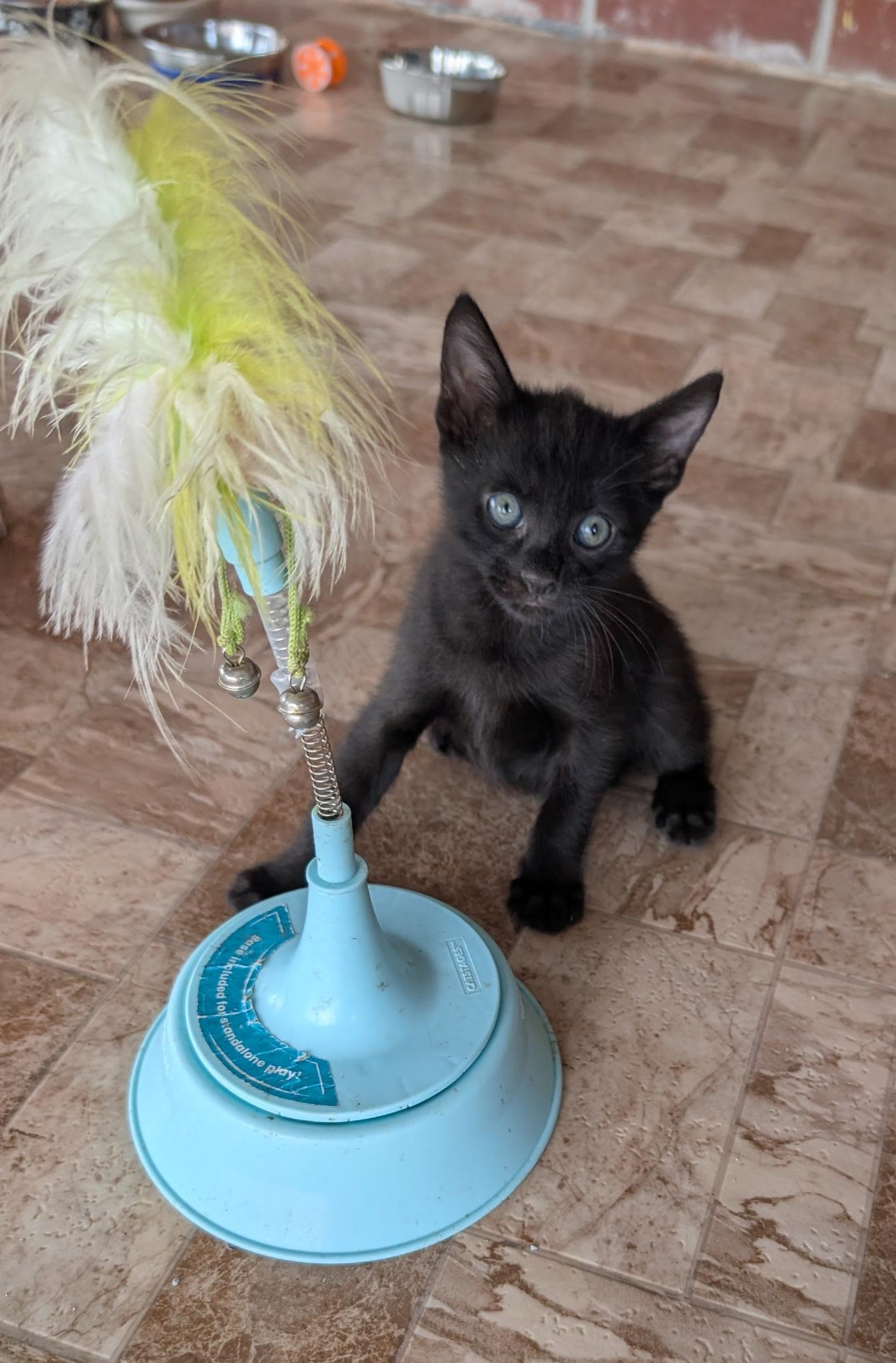 Enlarge Fergus, a Adopted American Shorthair in Elgin, SC image 2/4