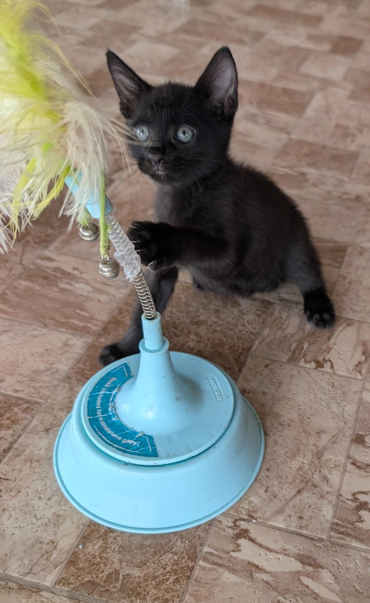 Enlarge Fergus, a Adopted American Shorthair in Elgin, SC image 4/4