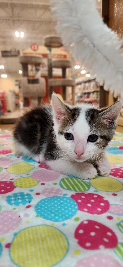 Meerkat, Adoptable, Kitten Male Domestic Short Hair.