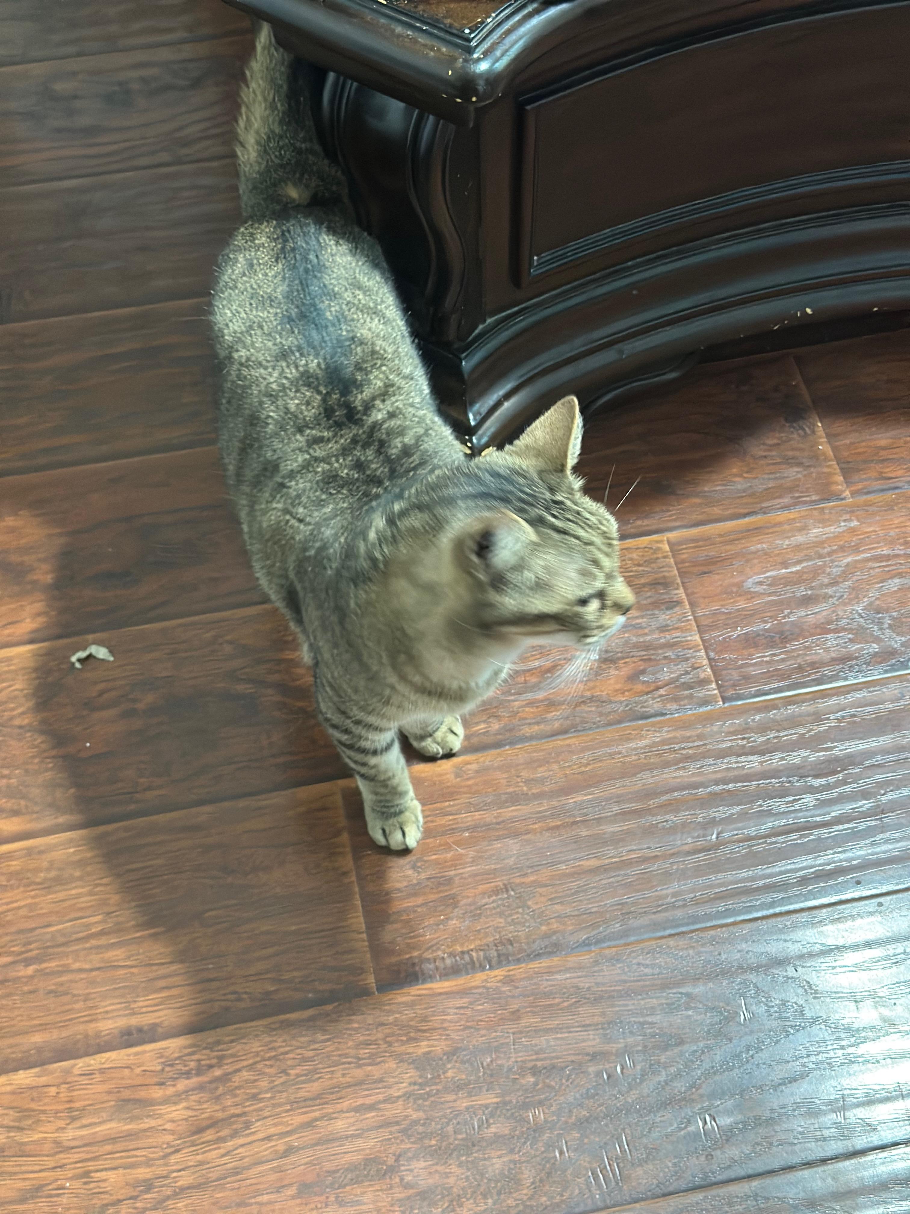 Enlarge Ralphie, a Adoptable American Shorthair in Middleburg, FL image 1/1