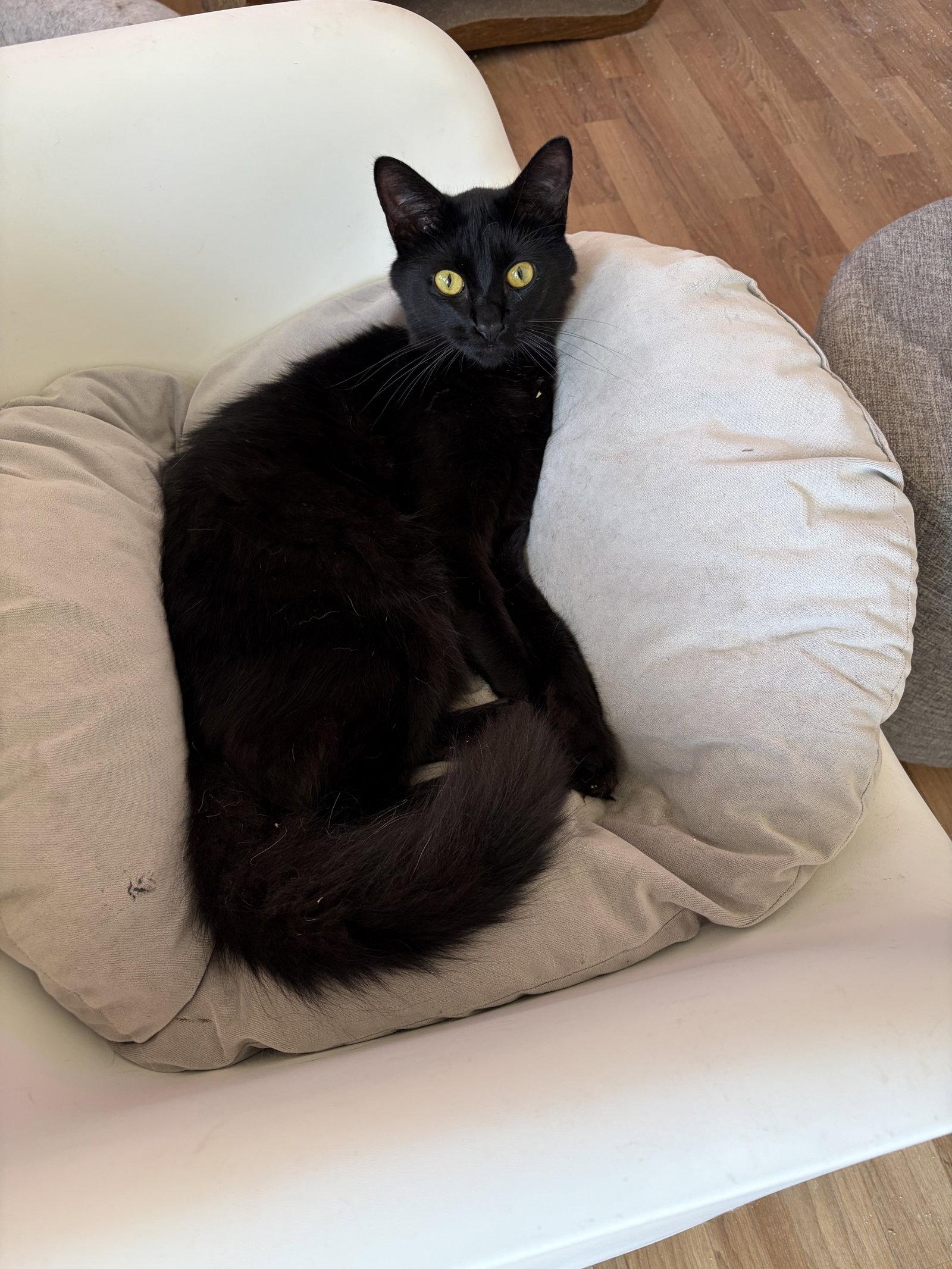 Enlarge Fig, a Adoptable mixed breed in Long Beach, CA image 1/2