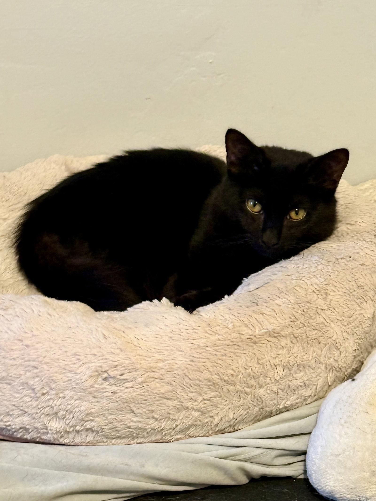 Enlarge Fig, a Adoptable mixed breed in Long Beach, CA image 2/2