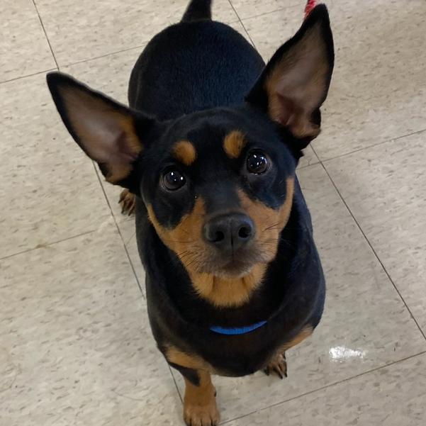 Enlarge Spice, a Adoptable mixed breed in Little Rock, AR image 1/6