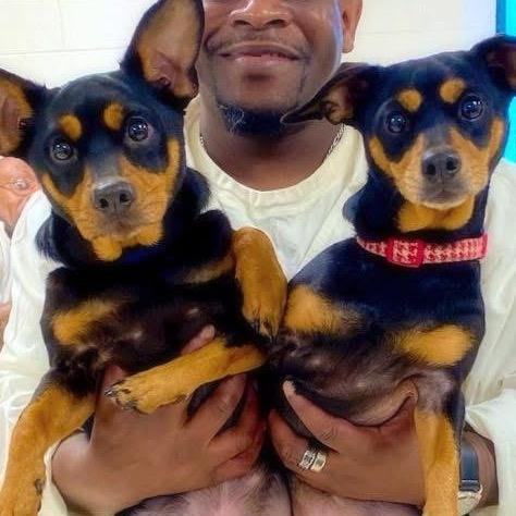 Enlarge Spice, a Adoptable mixed breed in Little Rock, AR image 2/6