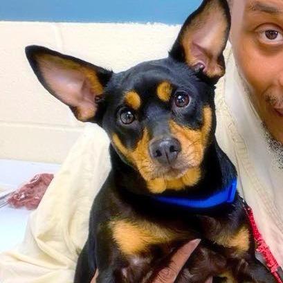 Enlarge Spice, a Adoptable mixed breed in Little Rock, AR image 3/6