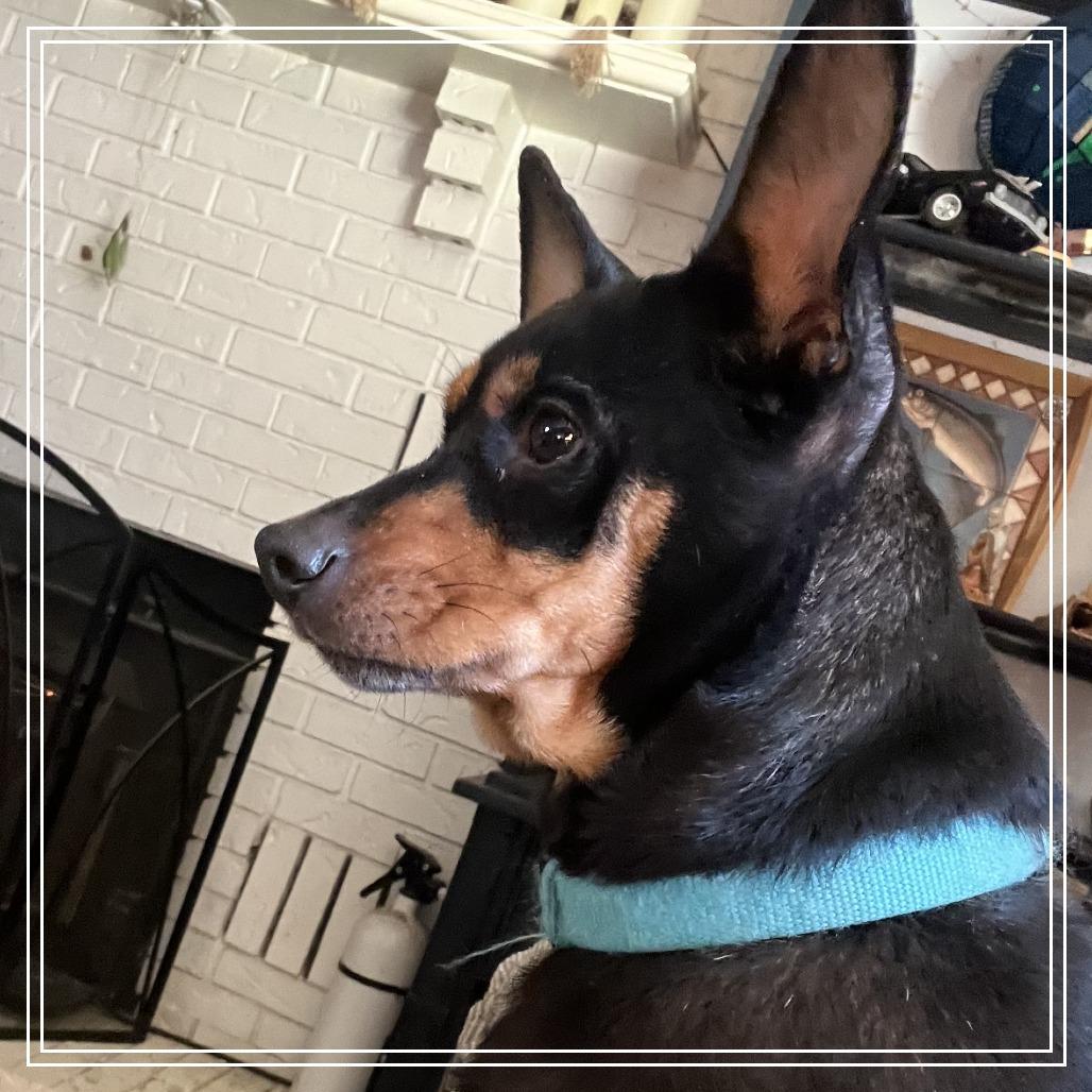 Enlarge Spice, a Adoptable mixed breed in Little Rock, AR image 1/3