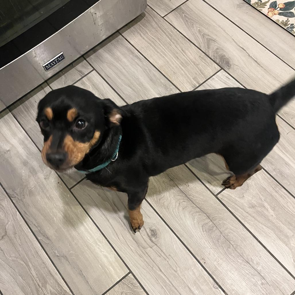 Enlarge Spice, a Adoptable mixed breed in Little Rock, AR image 2/3