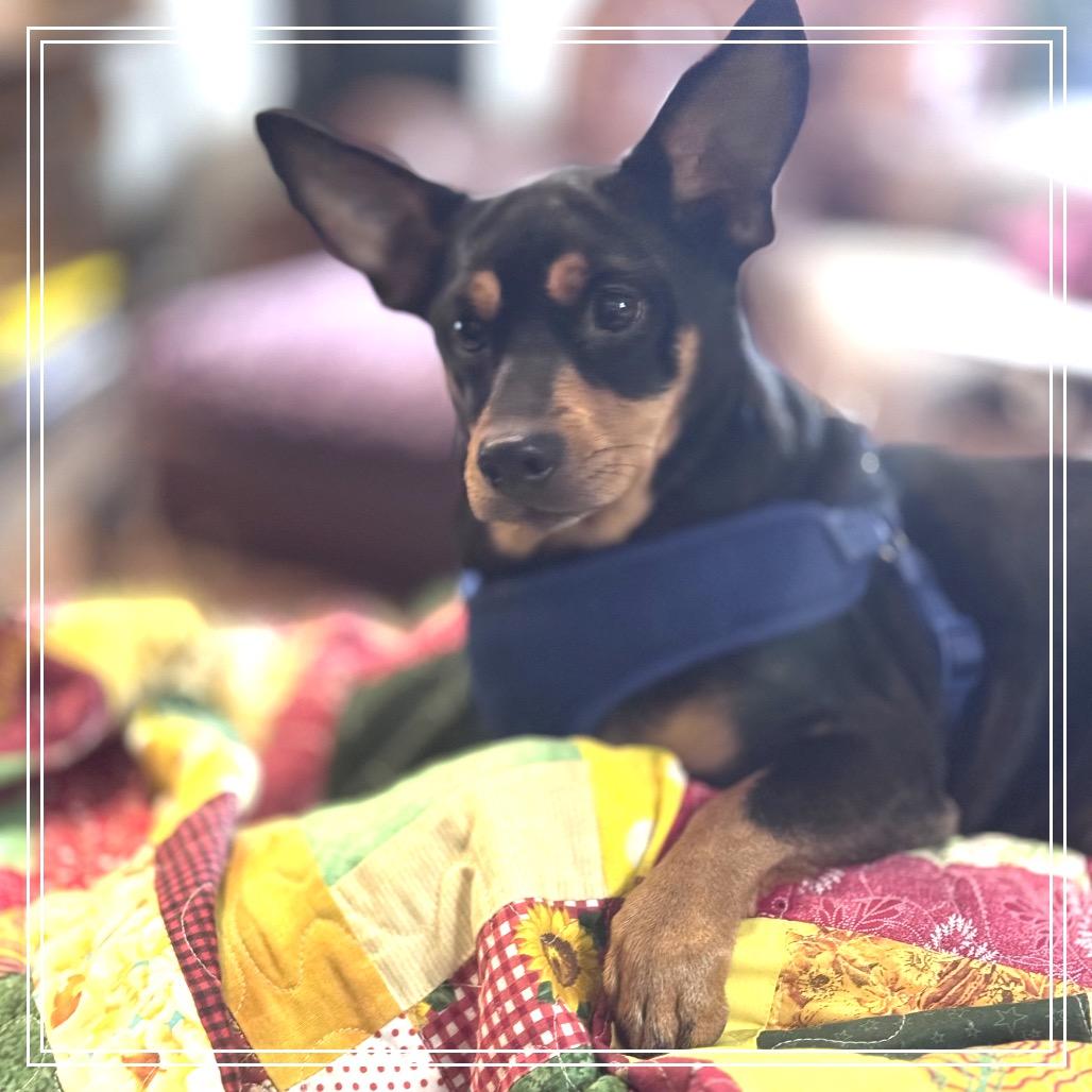 Enlarge Spice, a Adoptable mixed breed in Little Rock, AR image 3/3