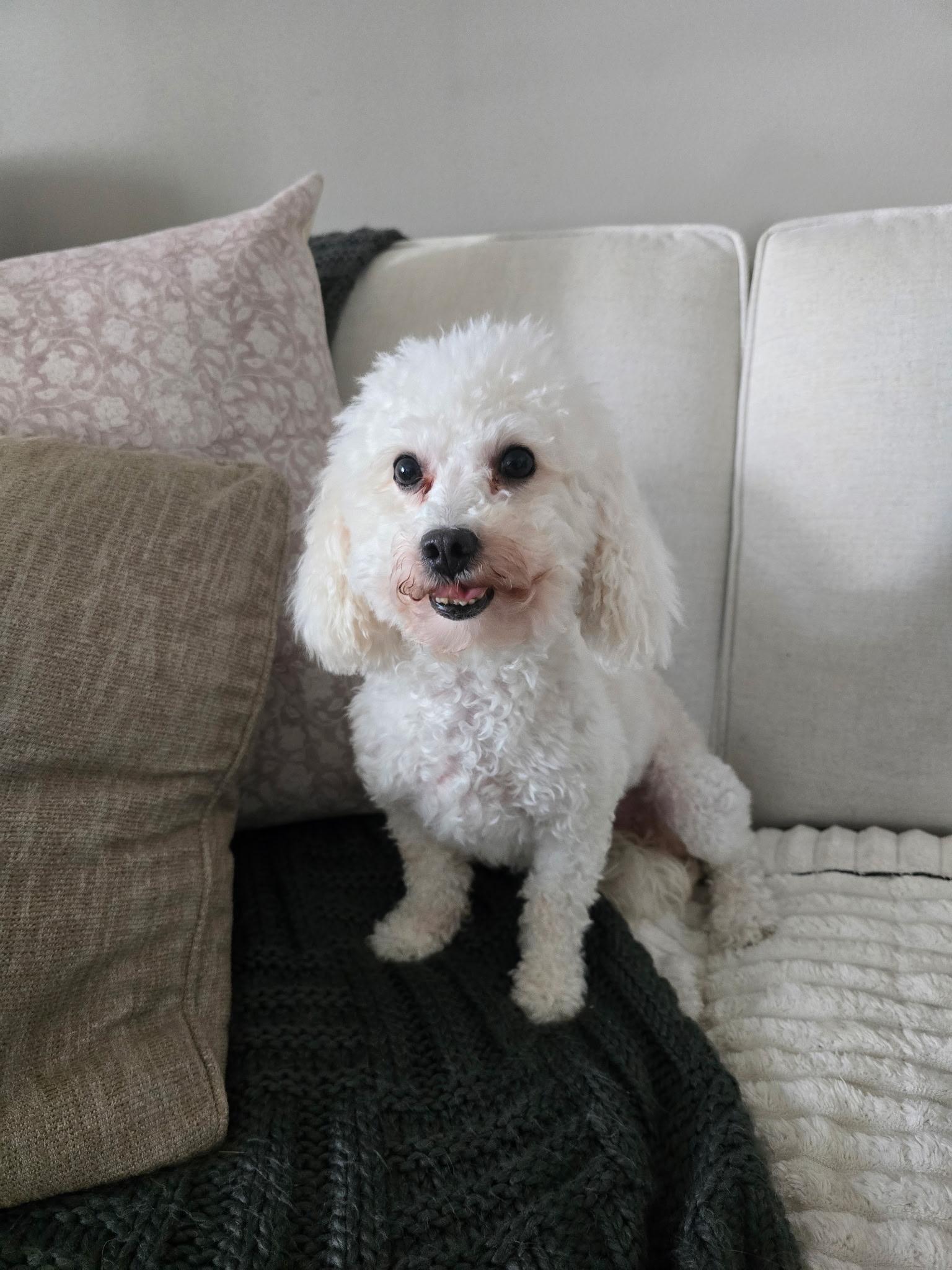 Dottie, a ADOPTABLE Bichon Frise in Union Grove, WI image 1/2