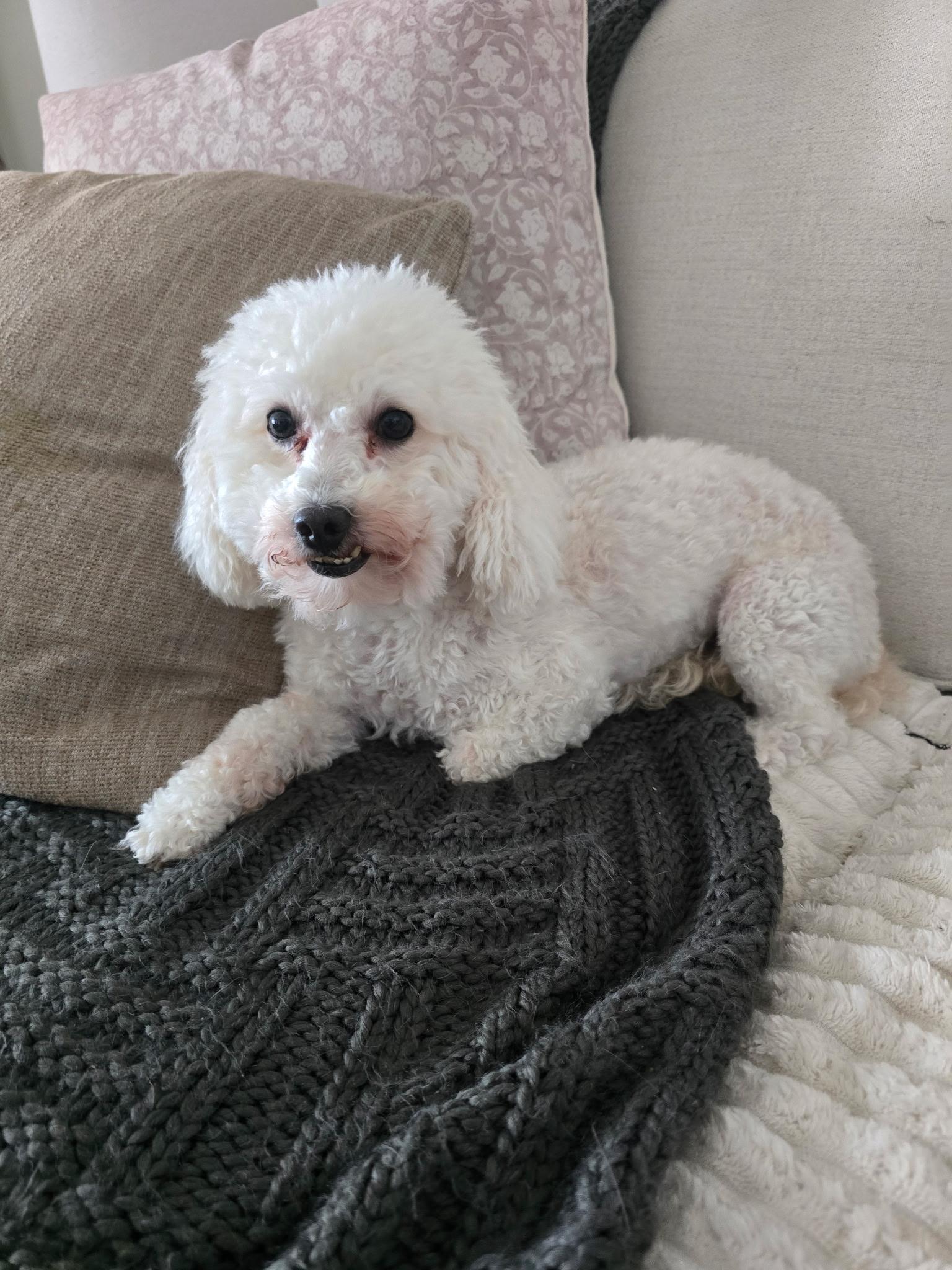 Dottie, a ADOPTABLE Bichon Frise in Union Grove, WI image 2/2