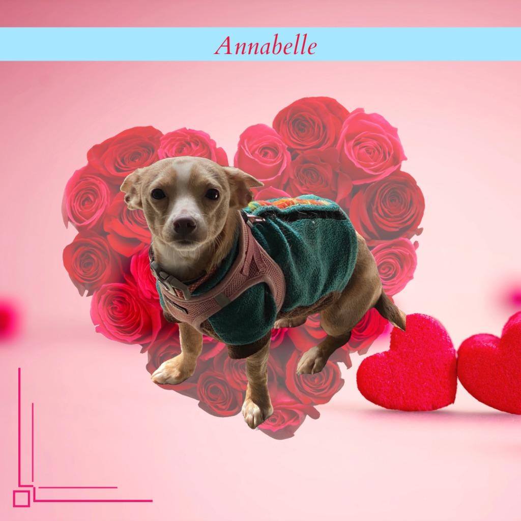 Annabelle, Adopted, Adult Female Chihuahua & Terrier.