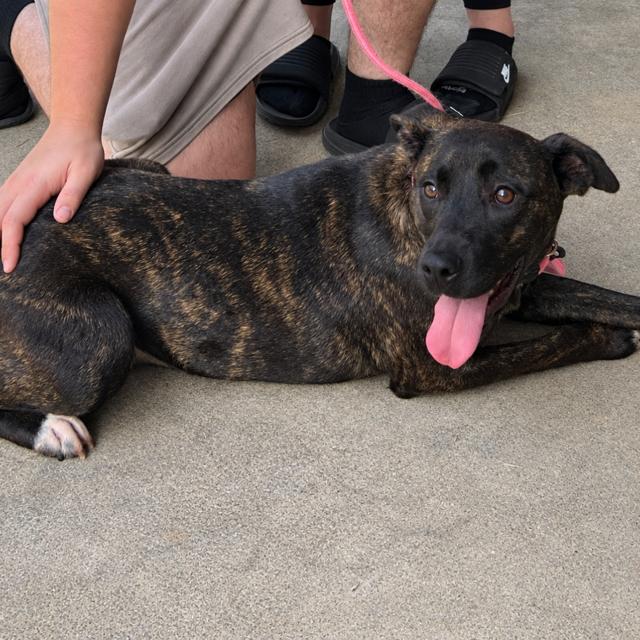 Enlarge Nessie, a Adoptable Pit Bull Terrier in Carrollton, GA image 1/3