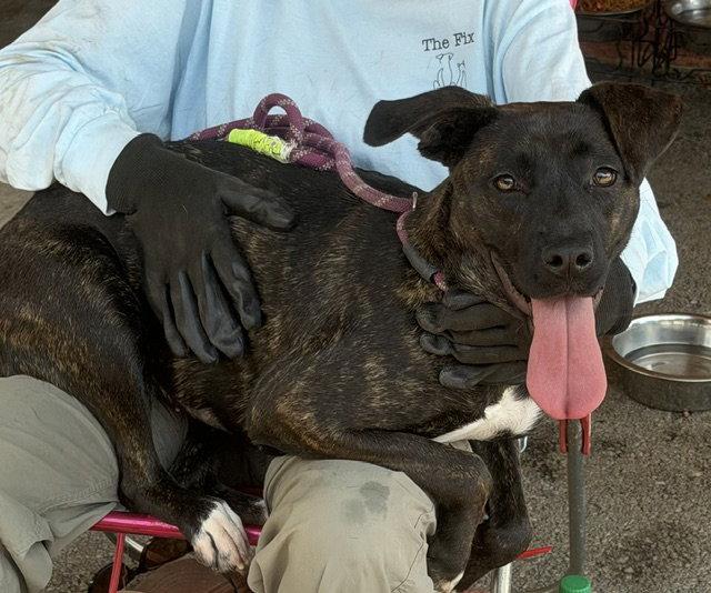 Enlarge Nessie, a Adoptable Pit Bull Terrier in Carrollton, GA image 2/3