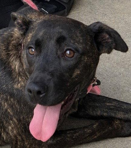Enlarge Nessie, a Adoptable Pit Bull Terrier in Carrollton, GA image 3/3