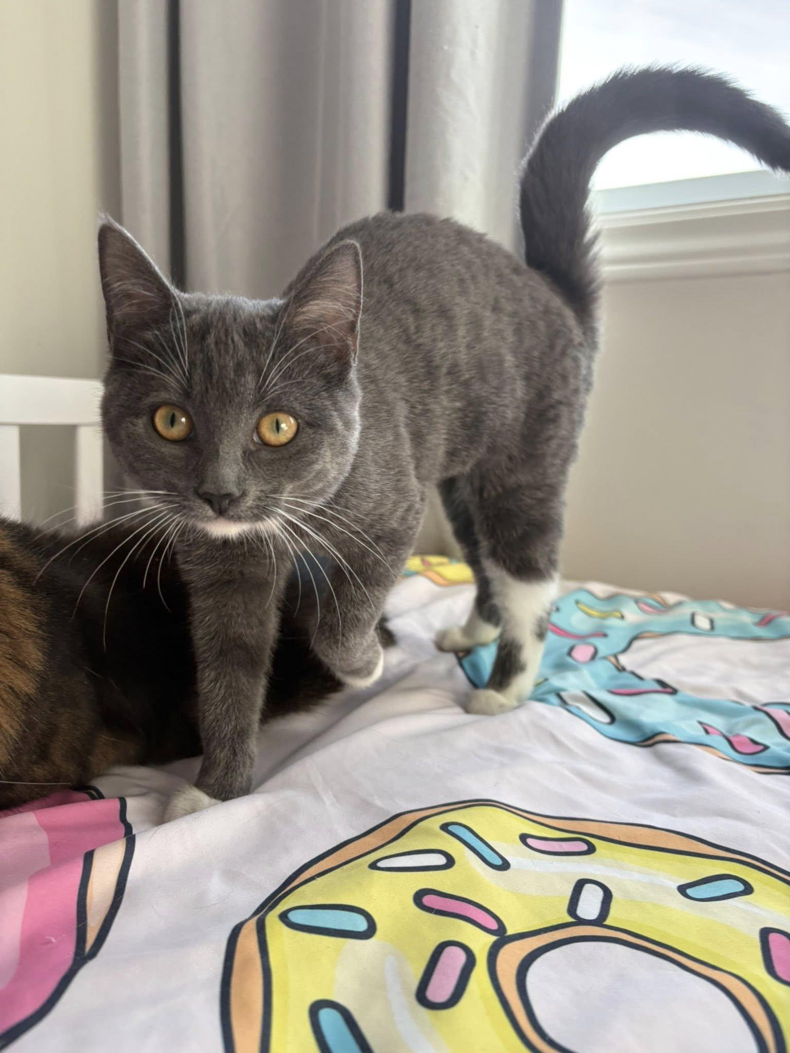 Enlarge Victoria, a Adoptable Domestic Short Hair in Orleans, ON image 2/3