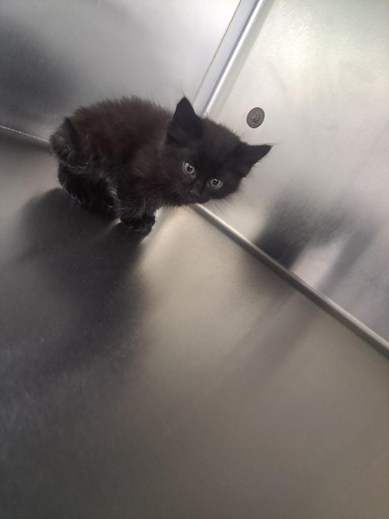 Dolly, Adoptable, Kitten Female Domestic Medium Hair.