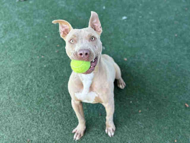 Enlarge BLUE, a Adoptable Pit Bull Terrier in Bonita, CA image 1/1
