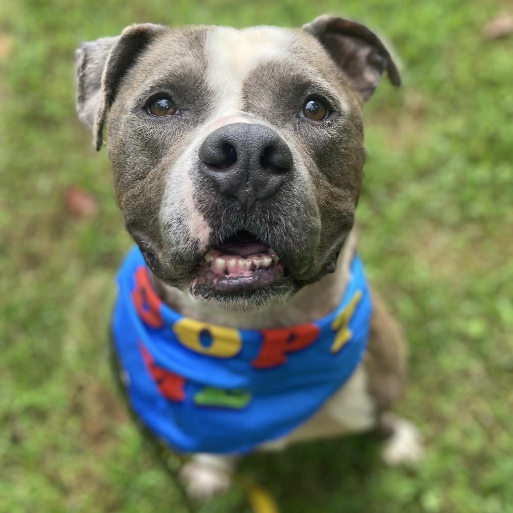 Enlarge Tater, a Adoptable Pit Bull Terrier in Greensboro, NC image 1/6