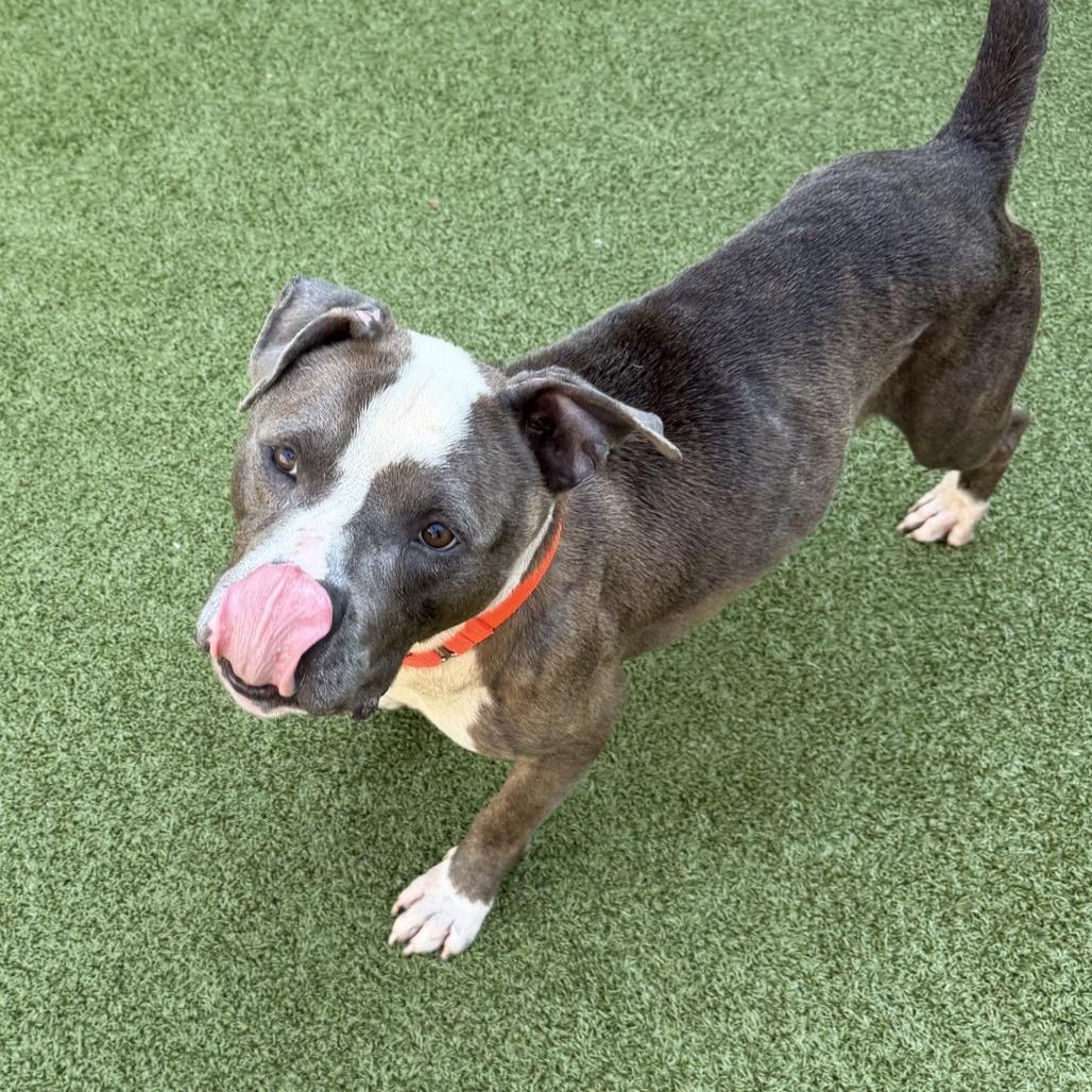 Enlarge Tater, a Adoptable Pit Bull Terrier in Greensboro, NC image 2/6