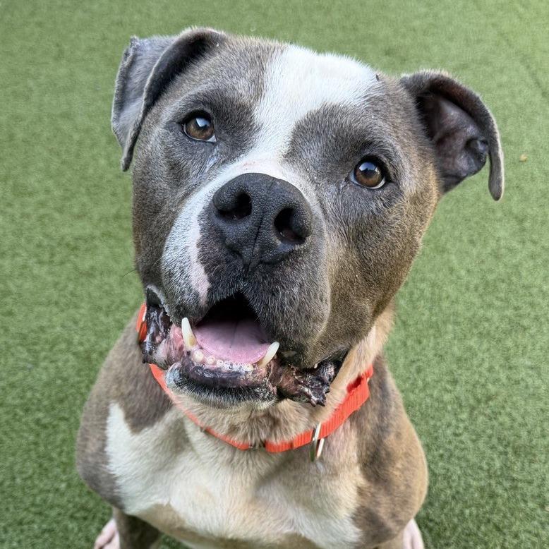Enlarge Tater, a Adoptable Pit Bull Terrier in Greensboro, NC image 3/6