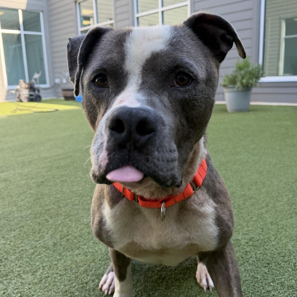 Enlarge Tater, a Adoptable Pit Bull Terrier in Greensboro, NC image 4/6