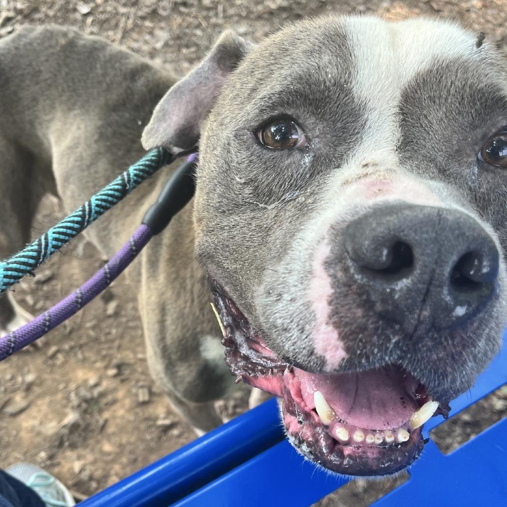 Enlarge Tater, a Adoptable Pit Bull Terrier in Greensboro, NC image 5/6