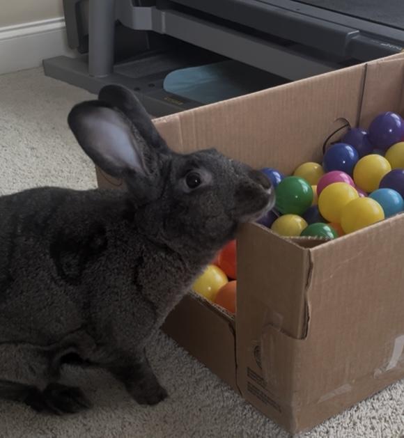 Enlarge Cypress , a Adoptable mixed breed in Waterloo, SC image 2/5