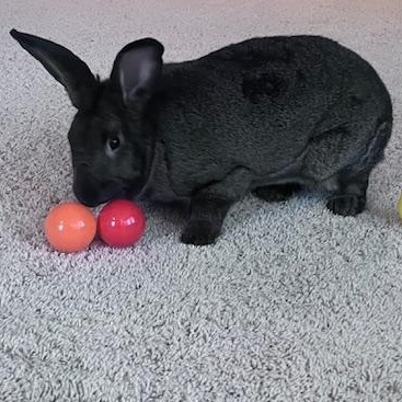 Enlarge Cypress , a Adoptable mixed breed in Waterloo, SC image 5/5