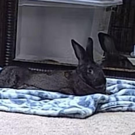 Enlarge Cypress , a Adoptable mixed breed in Waterloo, SC image 3/5