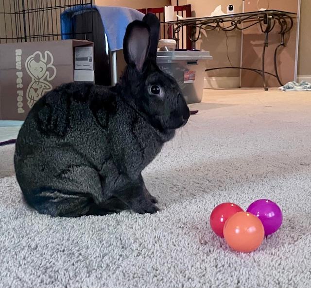 Cypress , Adoptable, Adult Male Californian & Bunny Rabbit.
