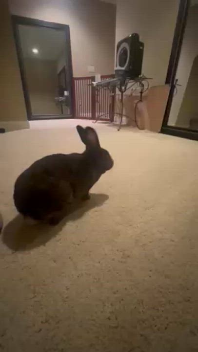 Enlarge Cypress , a Adoptable mixed breed in Waterloo, SC video 4/5