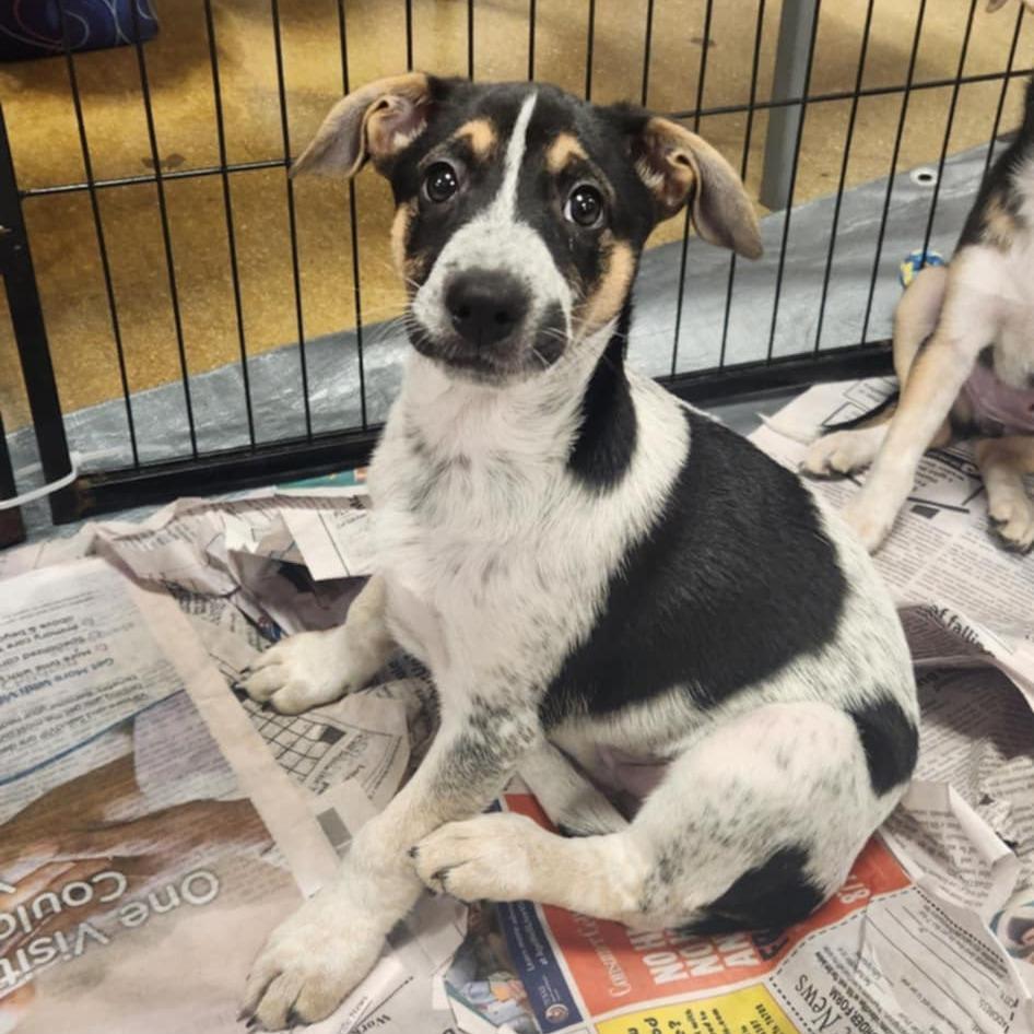 Pearl Kb thumbnail 5