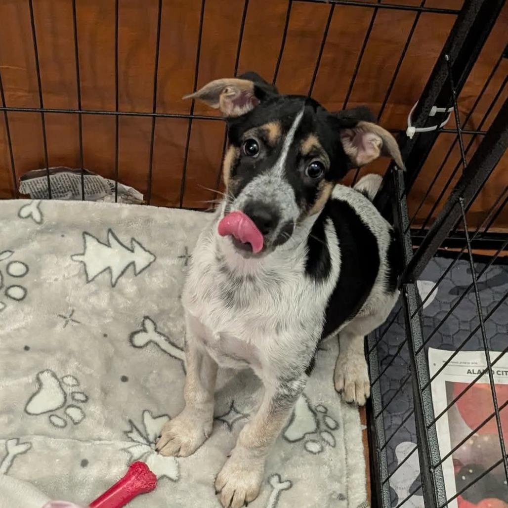 Pearl Kb thumbnail 2