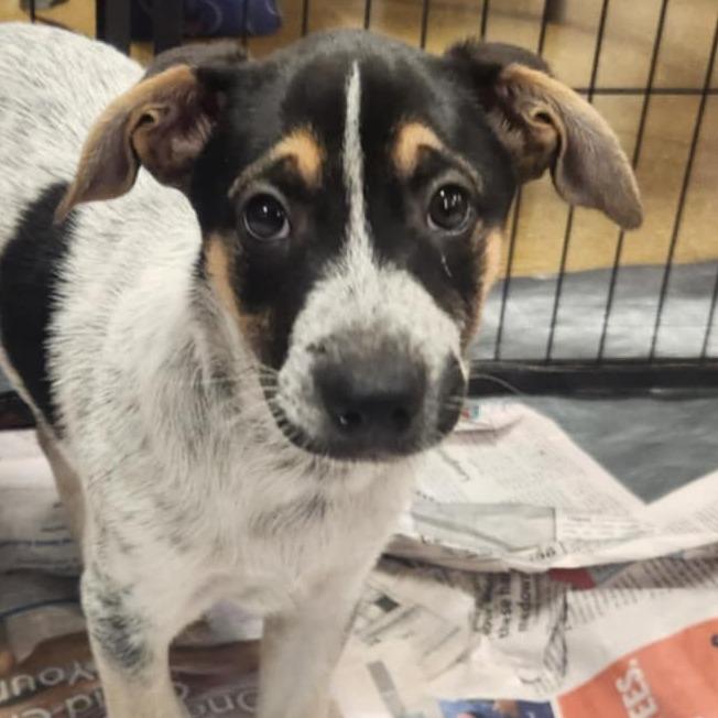 Pearl Kb thumbnail 3