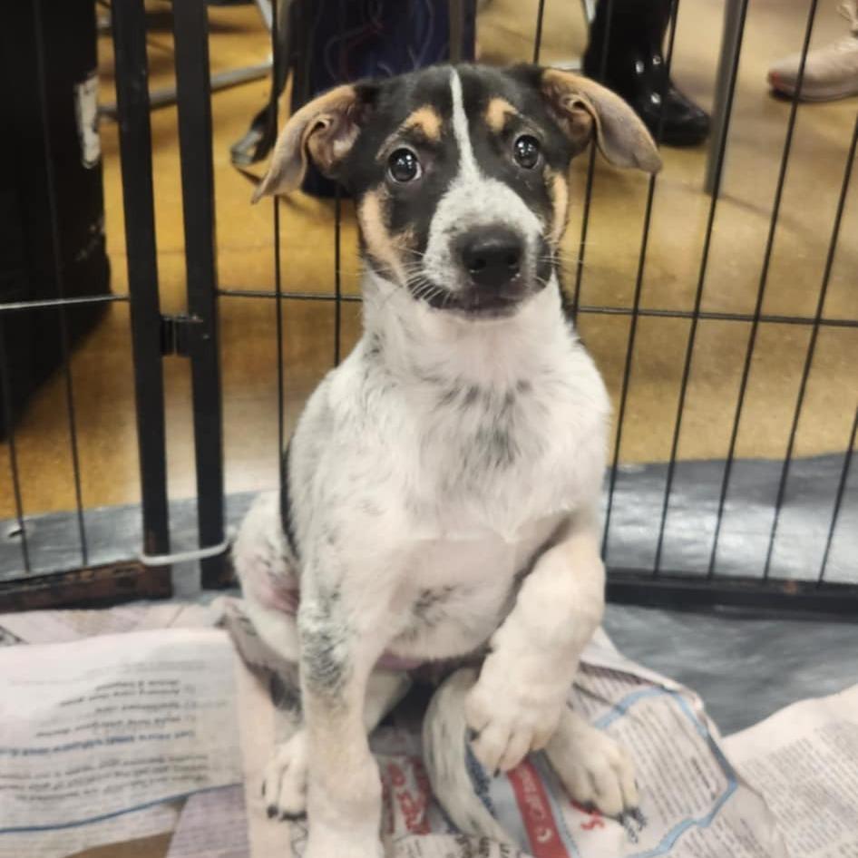 Pearl Kb thumbnail 4