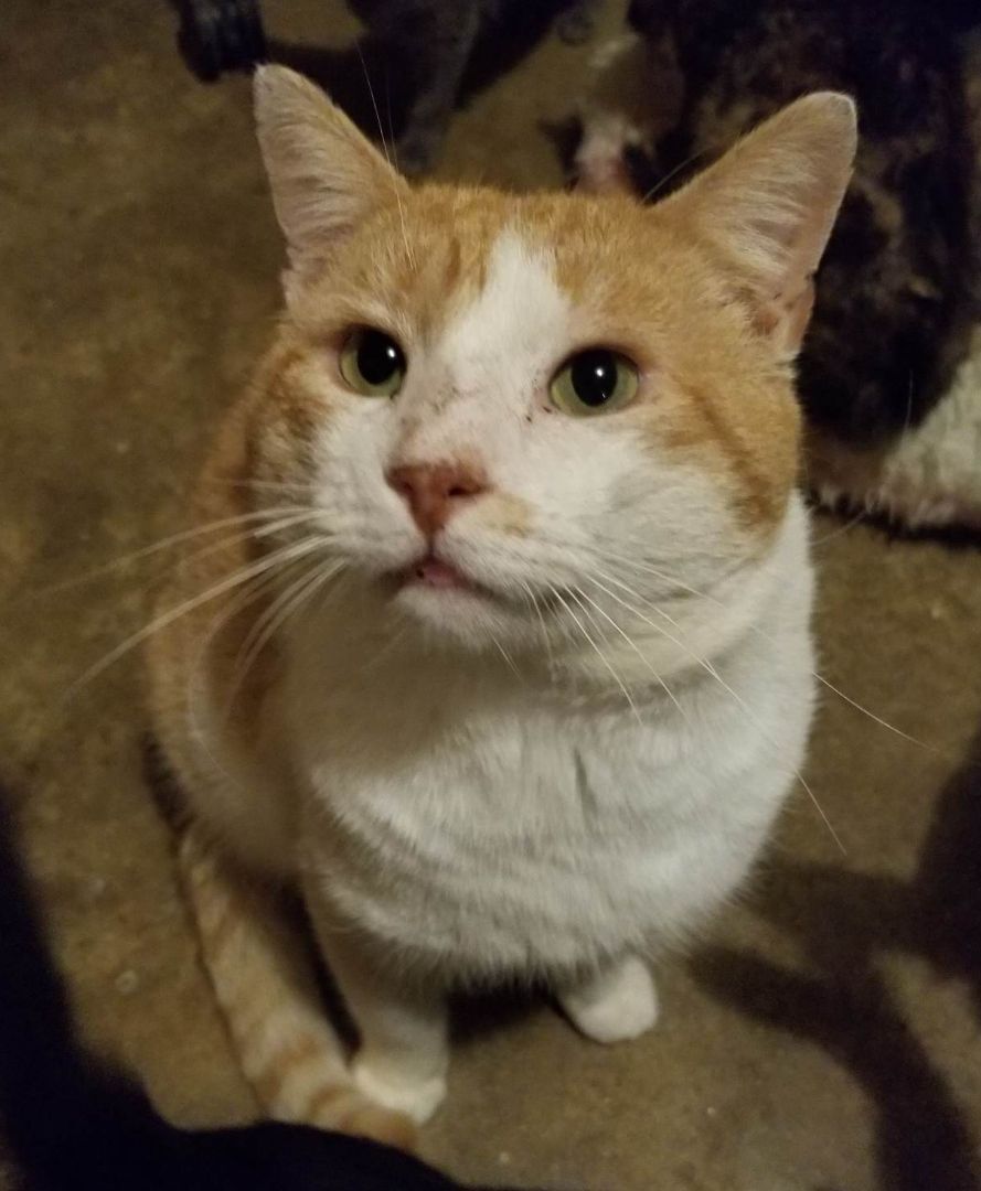 Enlarge Timmy , an adoptable Domestic Short Hair in Ellijay, GA image 3/5