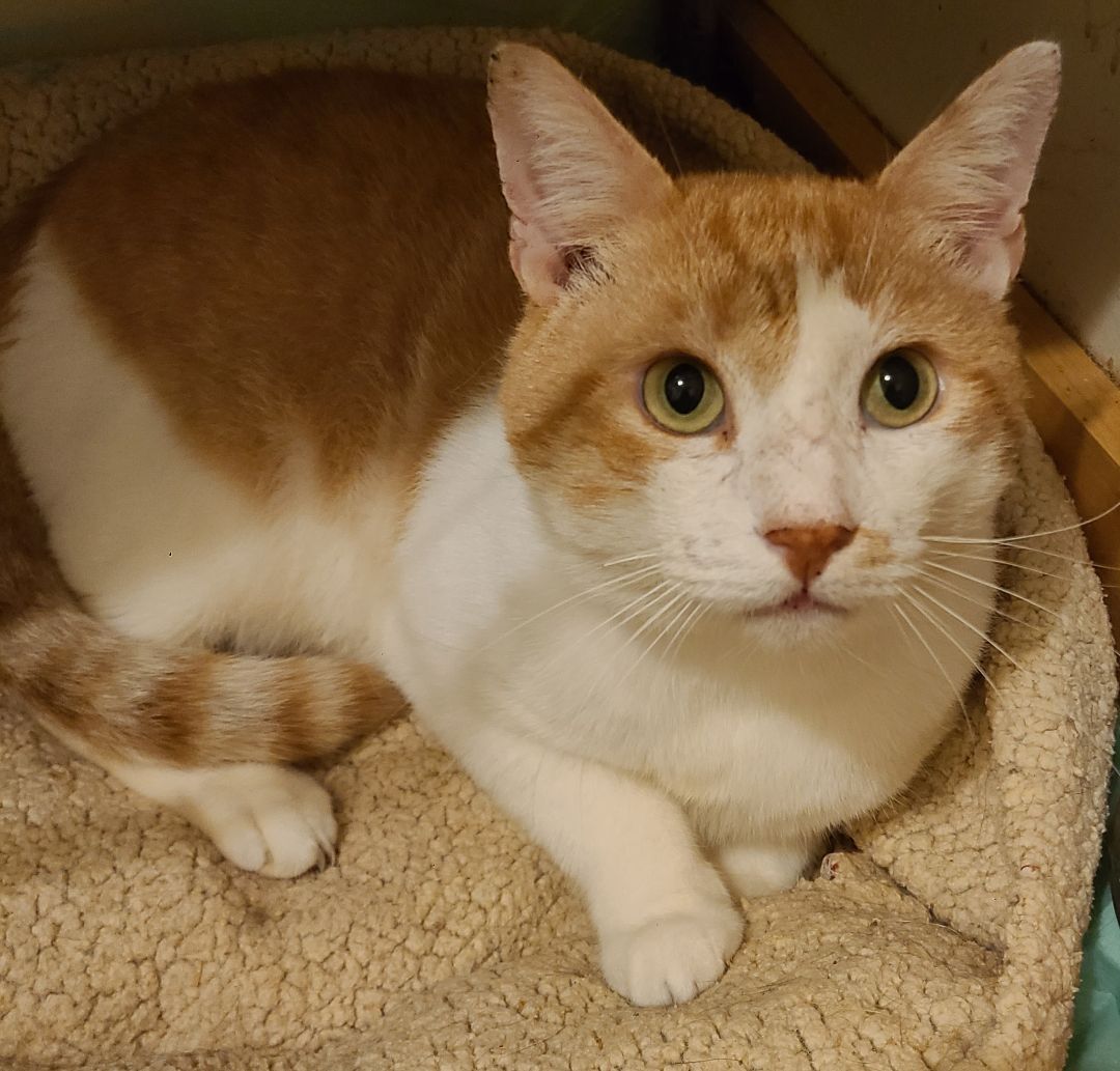 Timmy , adoptable, Adult Male Domestic Short Hair.