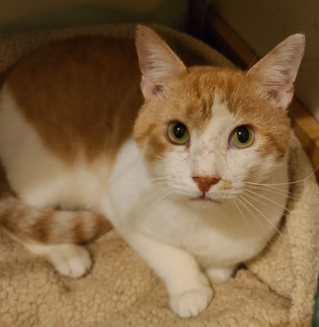 Enlarge Timmy , an adoptable Domestic Short Hair in Ellijay, GA image 4/5